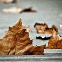 15145068307_729c235da5_c